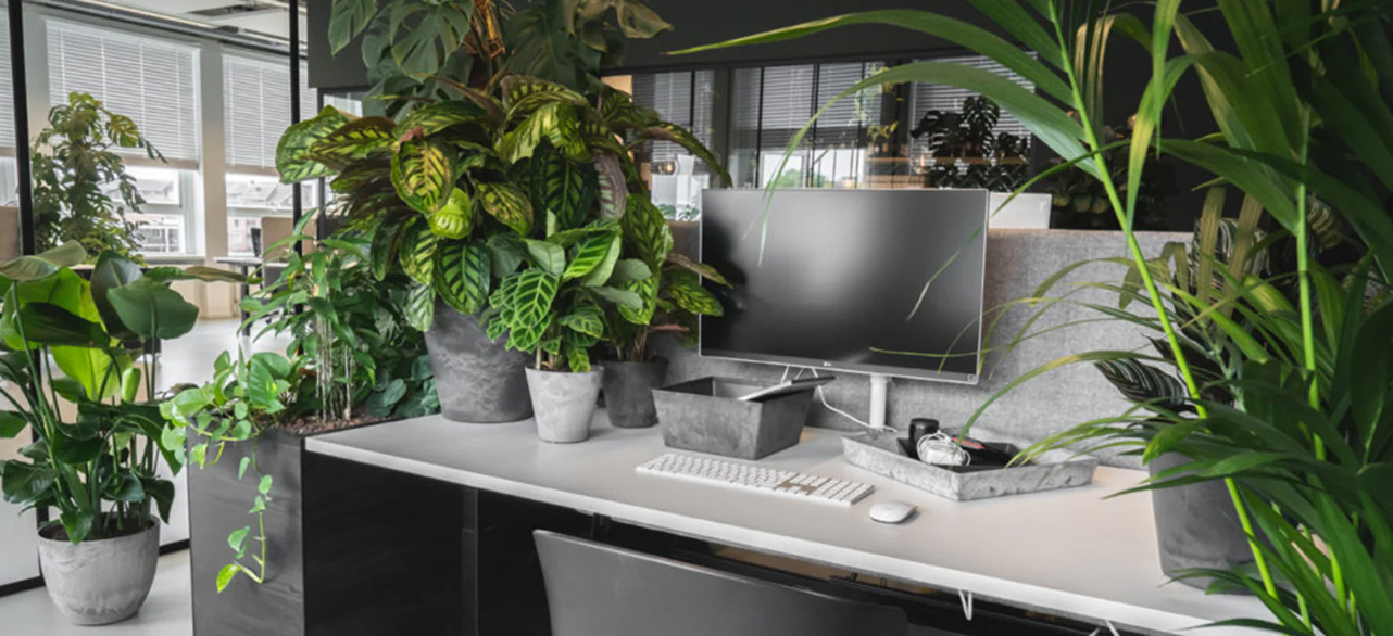Boost Your Office with Greenery