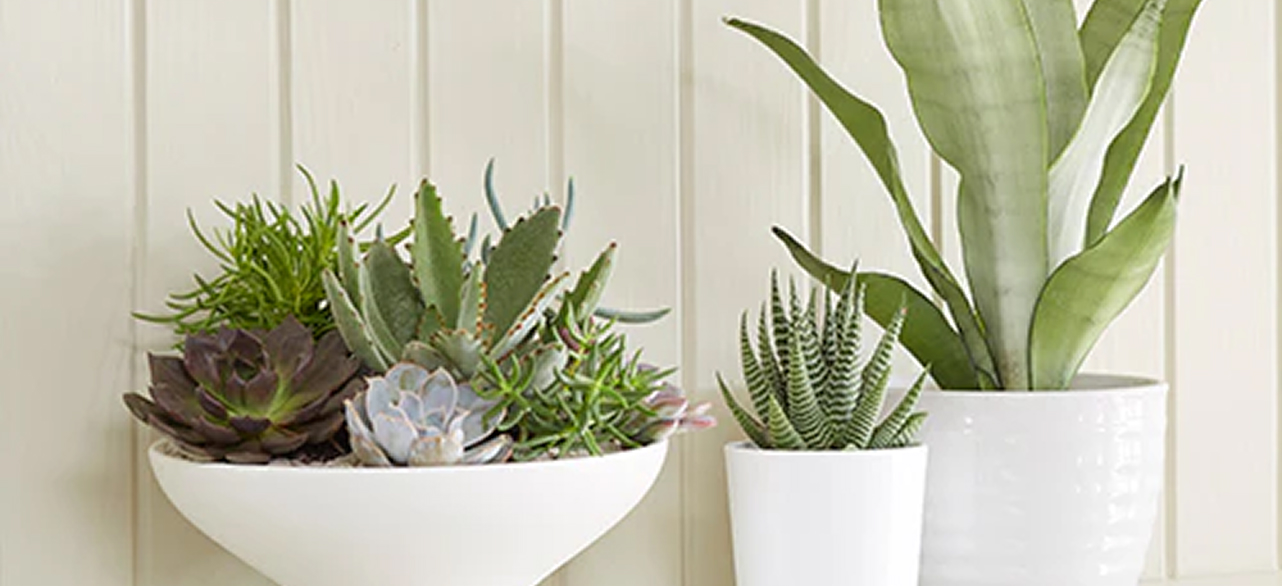 Style Your Mantel with Plants
