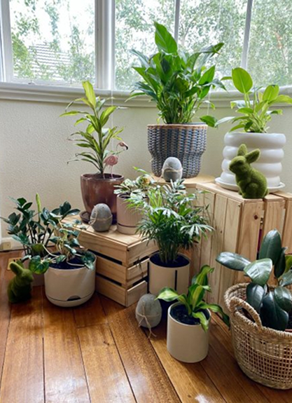 Low-Light Corners: ZZ plants or pothos.