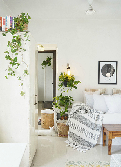 Pothos: Trailing vines, forgives missed waterings.