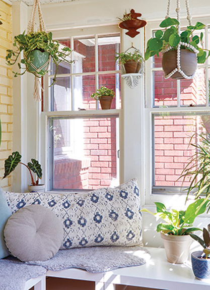 Sunny Windows: Cacti, succulents, or herbs like basil