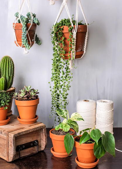 Succulents: Cute, compact, need minimal care.