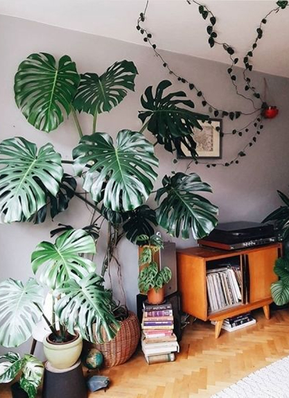 Monstera: Bold leaves, loves bright indirect light.