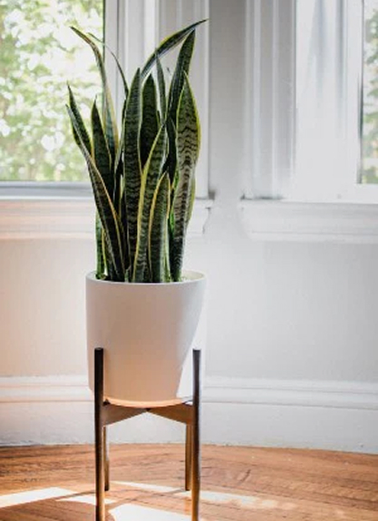 Snake Plant: Tough, air-purifying, thrives in low light.