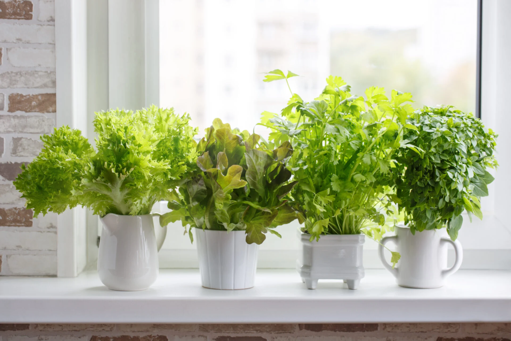 Fresh Herb Garden on Windowsill